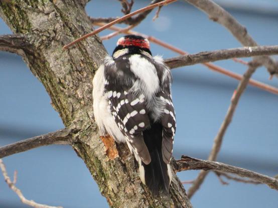 A close-up of a male downy woodpecker perched facing away from the camera. His red feathers are very visible, but not flashy, because the camera is essentially looking directly down through them.