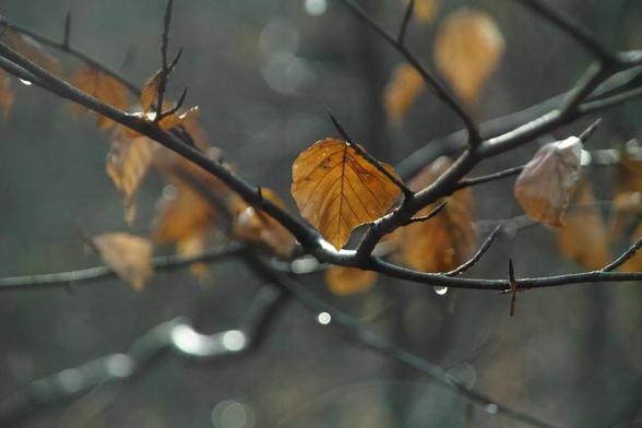 An dünnen Ästen mit einzelnen braunen Blättern hängen und Glitzern Regentropfen. Das Blatt in der Mitte glänzt im Gegenlicht.