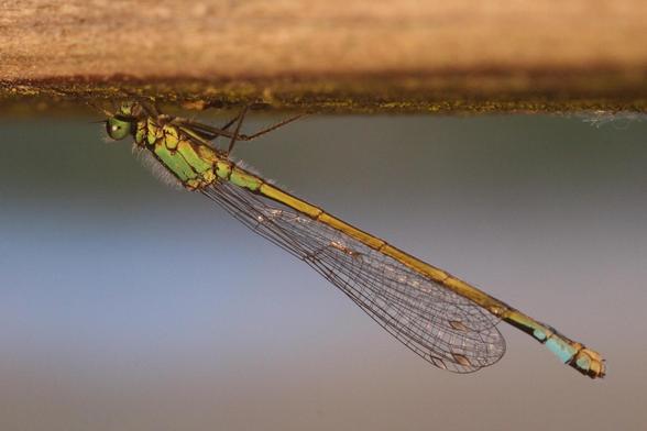 Picture of a dragonfly hanging upside down from a wooden beam. The dragonfly is greenish-blue in color with a bright blue spot at the tip of its abdomen.