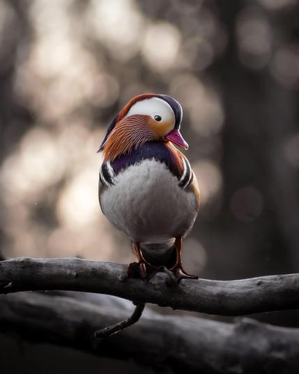 an impeccably detail bird portrait by marvin heinzel