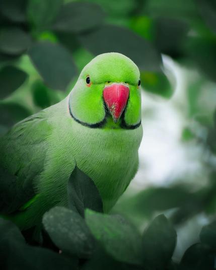 an impeccably detail bird portrait by marvin heinzel