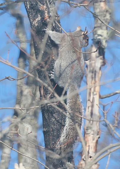 Grey squirrel in maple trees