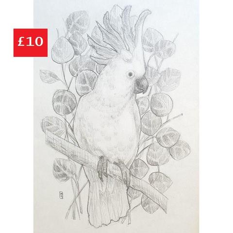 A pencil drawing of a cockatoo bird with eucalyptus branches in the background. Cockatoos are among the most well-known and loved members of the parrot family. They are found in Australia and the smaller island countries to the north and west, and they live in forested areas of all types, from eucalyptus groves to pine forests and rainforests.
An original art work, please note that the frame is not included.
Graphite pencil on acid free white artist paper
Size A5 (21cm x 14.5cm)