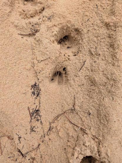 Arena blanda y de color oscuro por la humedad. Se observan dos huellas de animal, una de ellas especialmente definida. Es una huella pequeña y alargada de una pezuña partida en dos mitades verticales. Está muy profunda y claramente marcada en la tierra al tratarse de arena.