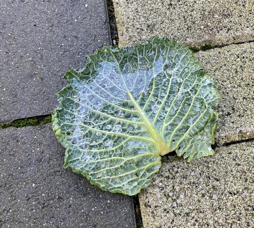 Pic shows a wet green cabbage leaf on two shades of grey cobblelock