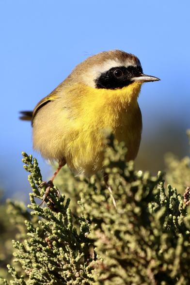 a yellow bird with a black bandit’s mask.