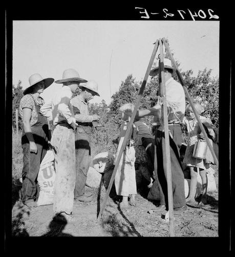The image depicts a group of people gathered outdoors, likely in the context of agricultural work or farming. Several individuals are wearing hats and overalls, indicating that they may be farmers or farm workers engaged in labor-intensive tasks.

There is an old-fashioned scale setup with two wooden beams forming a triangle frame, on which scales appear to rest for weighing purposes. One person seems to be operating this equipment while others stand around observing or waiting their turn.

The group consists of both adults and children, suggesting that the activity might involve family members working together. The attire of the individuals is practical, suited for outdoor work in a rural setting.

In the background, there are trees, which further supports the idea that they're in an agricultural field or garden area.

At the top right corner, some text appears to be in Hebrew, possibly indicating the location might have connections with Jewish communities or practices. The black-and-white nature of the image suggests it's historical and likely taken during a time when color photography was not prevalent or feasible for such tasks.

The overall impression is one of community effort, hard work, and perhaps an educational experience if involving children in farming activities.

For additional information regarding this specific photograph, you can refer to external sources [...]