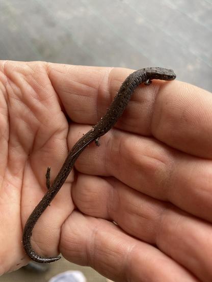 An aptly named slender salamander stretched out across my palm. It is about 5" long, half of which is tail. It looks more like a thin brown snake with four tiny legs than a salamander..