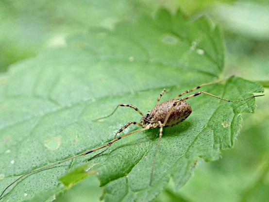 auf einem nach links leicht abfallenden grünen blatt sitzt ein beige-brauner weberknecht mit den für diese tiere charakteristischen fadendünnen beinen, die hier aber nicht ganz so extrem lang sind wie bei sonstigen weberknechten. die beine sind teilweise schwarz geringelt. der körper ist zwischen erbsen- und apfelkernförmig