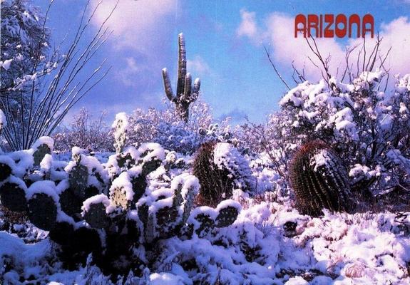 A color photographic postcard labeled “Arizona” in red lettering at the upper right. The image shows a desert landscape covered in fresh snow after a rare winter storm. In the foreground are prickly pear cacti and low desert shrubs heavily coated with white snow, softening their outlines. To the right stands a round barrel cactus capped with snow, and in the center background a tall saguaro cactus rises above the scene, its arms also dusted white. Leafless desert plants frame the view, and a pale blue sky with scattered clouds contrasts sharply with the snow-covered desert floor. The scene emphasizes the unusual combination of snowfall and Sonoran Desert vegetation.