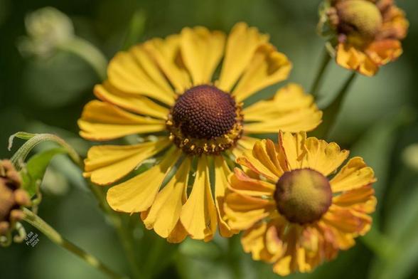 One fully open flower surrounded by several others in various stages of opening. The ray flowers are many in a sinlge row, spatulate, a rich sherbet orange; the disc flowers are tiny and brown, in a cone, opening from the base up.