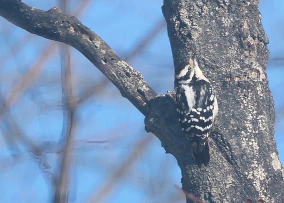 Female downy woodpecker on a maple tree
