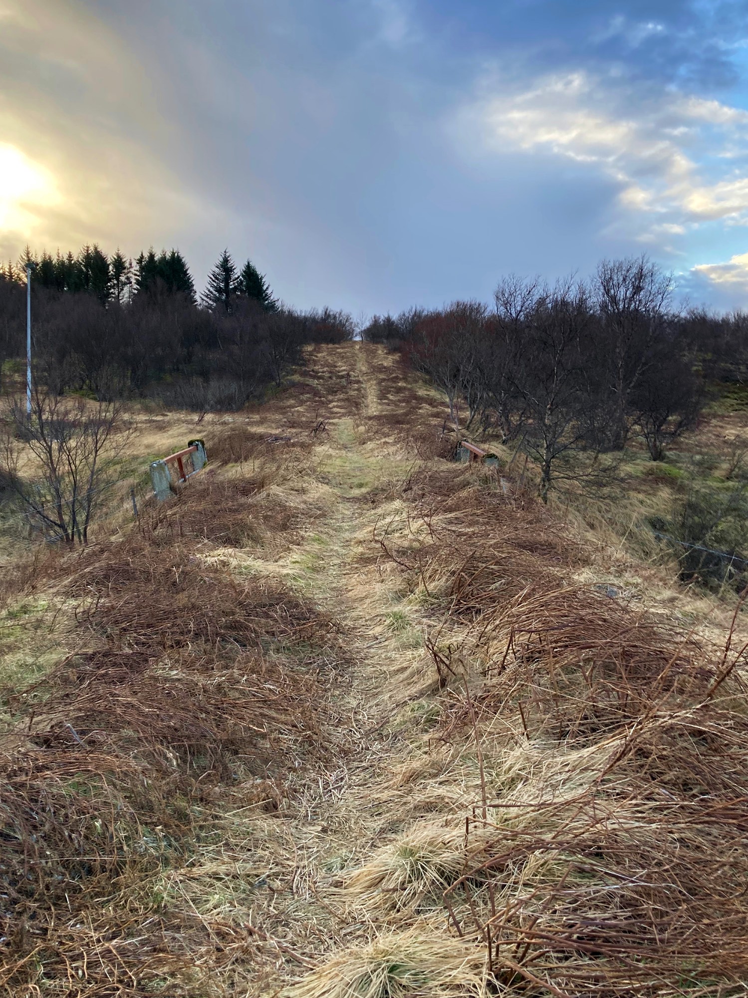 A former road covered in vegetation.