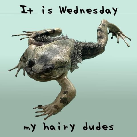 A photo of a hairy frog, with the text It is Wednesday my hairy dudes.