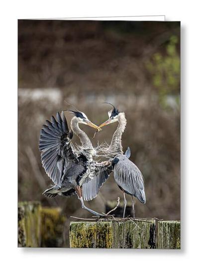 Two great blue herons face each other on wooden posts, their wings spread and beaks touching, creating a heart shape. 
In this courtship ritual the male offers a twig, the female accepts it and will use it for nest building. 
The background is blurred and natural.