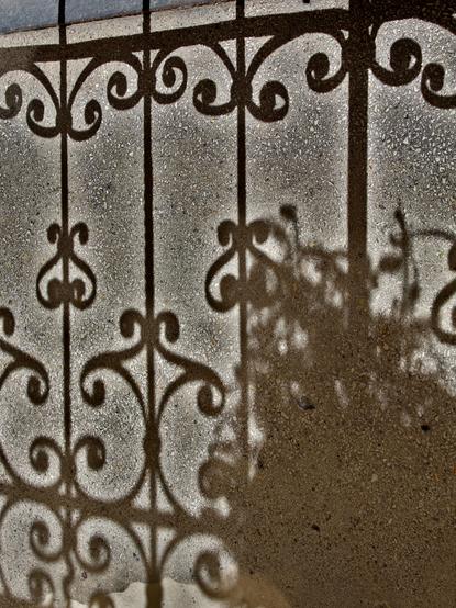 The shadow of a twirly fence and a bush in front of a gray surface.
