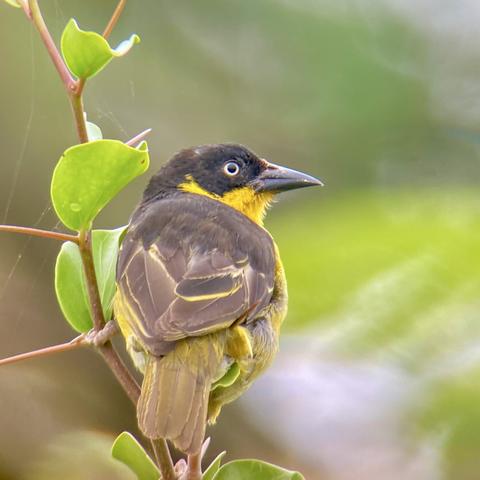 A brown and yellow kind of weaver bird with a white ringed eye in a black mask looking to the right