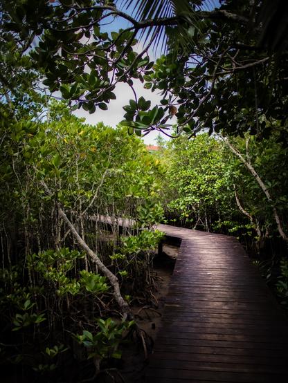 Verschlungener Steg durch einen Sumpf.