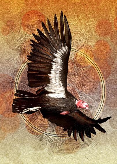 Illustration of a California Condor in flight, wings spread heading to the left of the canvas. Behind the bird is a tan paper texture with yellow and orange gradients at top and bottom. Surrounding the bird is crosshatching and a halo of golden light, as well as a bokeh lighting effect in oranges and golden browns.