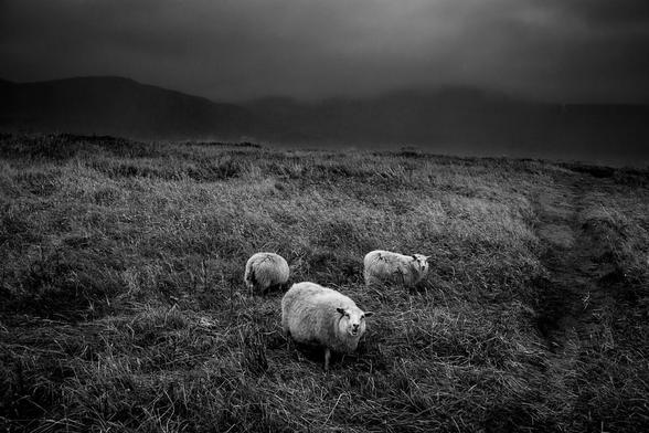 ICELAND / Budir / 30.08.2018 / 

© Alexander Magedler