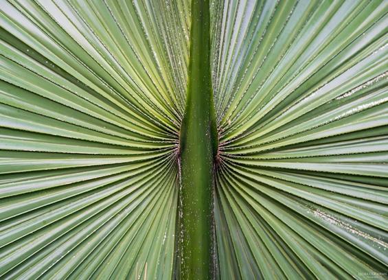 A close up of the center of a palm frond.