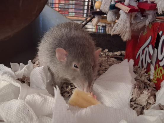 cute pet rat in his cage, working on a chunk of banana nearly the size of his head.