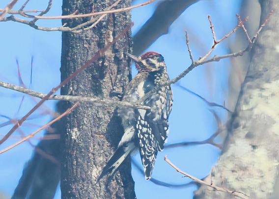 Yellow-bellied sapsucker on a maple tree in the backyard