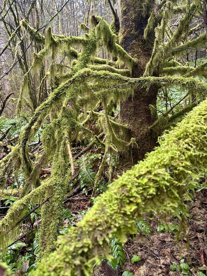 A robust tall and thick tree in the forest has many tangled branches all thickly coated and draped in lush moss.