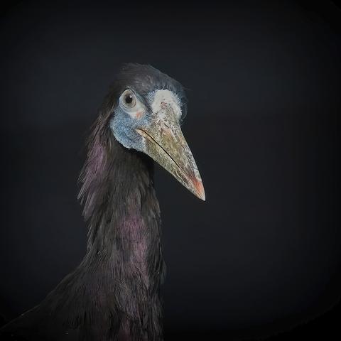 An Abdim's Stork looks straight at the camera. The bird has a dark purple neck and head with a large rough orange bill. The background is black.