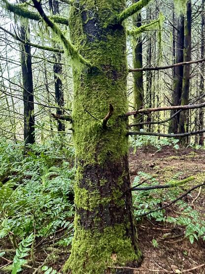 A robust tree in the forest has a very vivid coating of moss, with extra shag hanging from the branches. Oregon grape grows around the base.