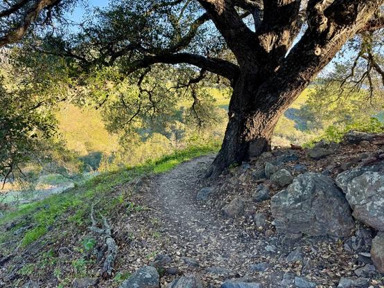 A large oak tree alongside a hiking trail is illuminated from the side by the early morning light. The tree is on the edge of a hill with rocks around it. Through the tree, the golden hills and other oak trees in the distance have a golden glow to them. Johnson Ranch Trail in the hills of San Luis Obispo, California