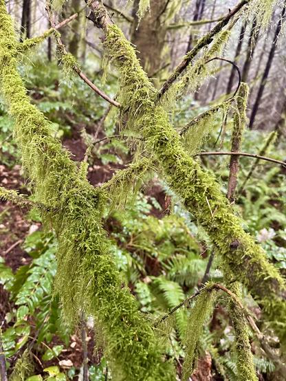 In the forest, branches covered in shaggy moss reach upward over a hillside of Oregon grape plants.