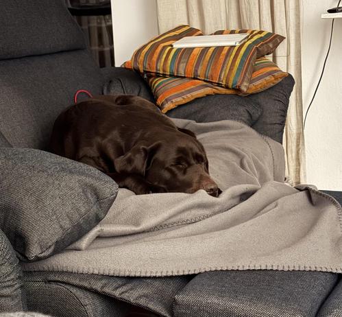 Ein schokofarbener Labrador liegt schlafend auf einer Couch auf einer grauen Decke. Dahinter liegen orange-bunte Kissen.