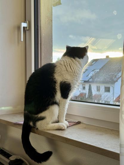 A black and white cat sits on a windowsill, gazing out at a cloudy sky and snowy rooftops in the distance. The window light reflects softly, capturing a serene moment.