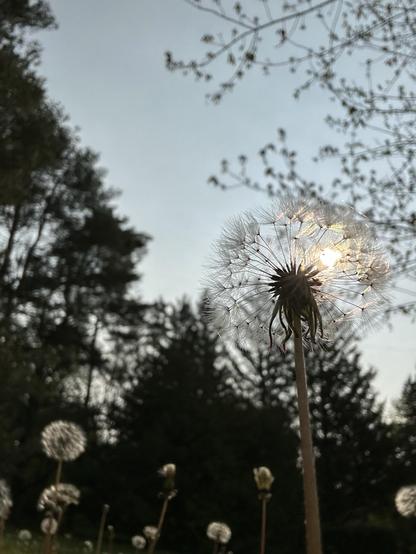 The sun peeks through a dandelion flock. Behind it the silhouettes of pine trees, and at the bottom of the pic are other dandelions that have gone to seed. The #goldfinches love them. I saw my first #indigoBunting in among a flock of goldfinches feasting on a big patch of dandelions in the yard. They would land on the stalk, their tiny bodies weighing down the seed heads so they could pluck seeds at will.