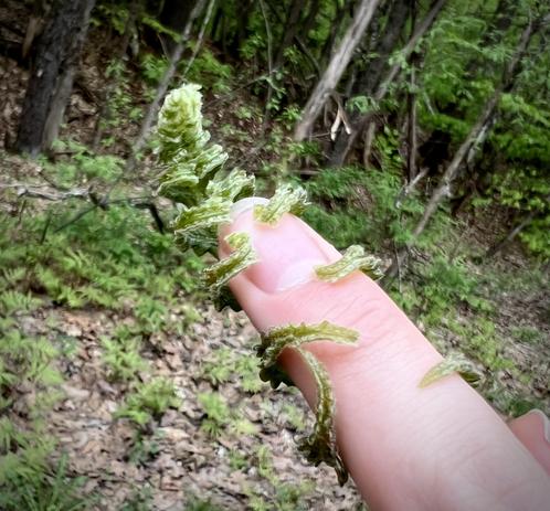 A photo from May, years past, when ferns were unfolding and the kid put one on like a green mini-hug ring.