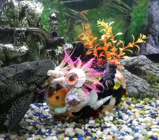 This is Beelzebubbles with a yellow cichlid in its mouth. Glass jars with aquarium save stones shells and plastic plants adhered with 100% pure silicone adhesive for fish safety.