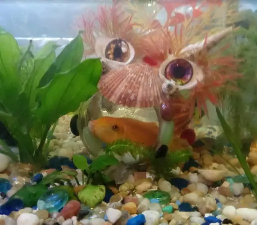 Close up of Minion with inhabitant yellow algae eater.