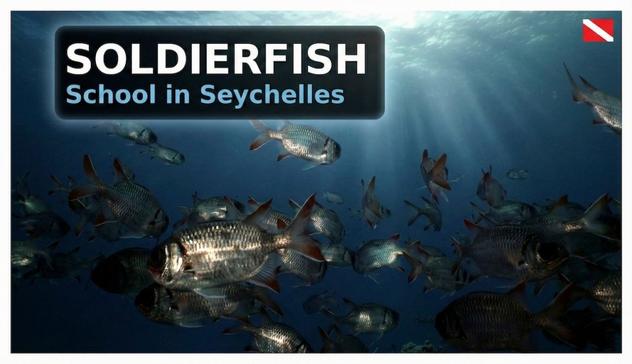 Massive school of red and silver Soldierfish swimming in the clear blue waters of the Seychelles during a scuba dive.