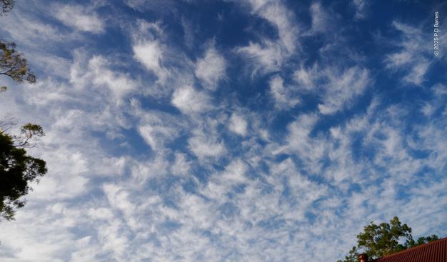 An array of small slightly torn puffy cumulus