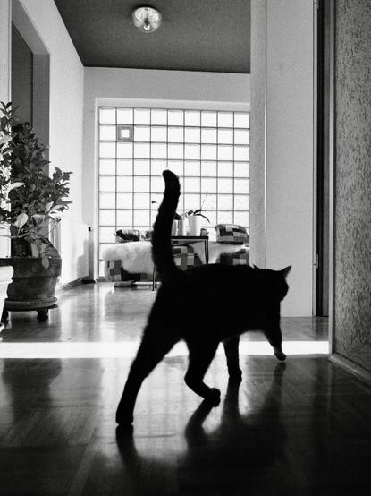 das schwarz-weiß-foto zeigt eine katze in bewegung in einem flur. die katze ist als dunkle silhouette von hinten dargestellt und geht nach rechts in richtung einer tür, von wo licht in den dunklen flur scheint.
im hintergrund ist ein großes fenster mit glasbausteinen zu sehen. ein pflanzentöpfe mit zitruspflanzen stehen am linken bildrand.
das bild ist kontrastreich und hat eine starke körnung