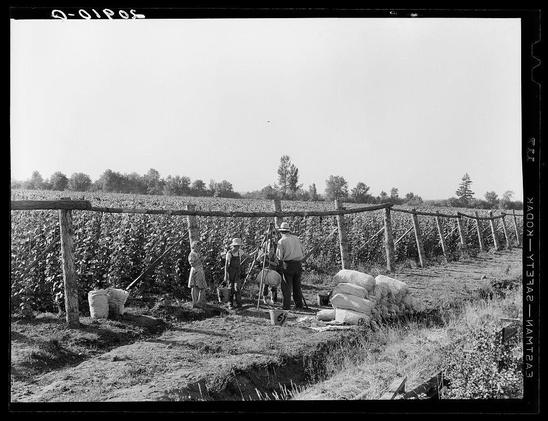 The image is a black and white photograph depicting an outdoor rural scene. It features four individuals working in what appears to be a field of crops, possibly beans or another legume. They are standing near the edge where soil meets tall crop stalks enclosed by fencing. The workers are equipped with various tools such as hoes, rakes, and bags presumably containing harvested produce.

The attire suggests labor-intensive work; they wear hats for sun protection, overalls, and some have aprons or other protective clothing to keep clean while working in the field. Several buckets of varying sizes can be seen on the ground next to them, likely used for carrying water or collected crops.

Behind these individuals is a fence composed of wooden posts connected by horizontal beams, possibly acting as a boundary marker within the farm's expanse. The terrain appears dry and somewhat barren aside from where crops are being grown. In the background, we observe more foliage indicative of rural farmland extending into the distance under an open sky.

The overall impression is that of agricultural labor in action, with workers engaged in tasks possibly related to harvesting or field maintenance during a sunny day without visible shadows suggesting it may be around noon.