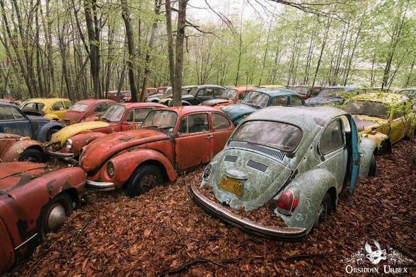 Rows of abandoned vintage Volkswagen Beetles in various colors sit in a forested area, surrounded by fallen leaves and trees.