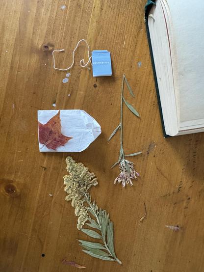 Das Foto zeigt eine Sammlung gepresster Blätter und Blumen, die auf einem Holztisch liegen, neben einem kleinen blauen Teebeutel-Etikett mit der Aufschrift "WESTMINSTER" und einem offenen Buch mit einem grünen Einband. Auf dem leeren Teebeutel liegt ein rot-orange leuchtendes kleines Blatt welches in den leeren Teebeutel kommt, um Füllung zu suggerieren.