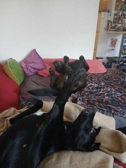 Two black dogs are lying on the couch, on their backs with their legs up in the air.