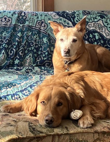 Stella, the two year old floppy-eared retriever-lab mix is lying on an ottoman with her head also down on the ottoman looking at me with an alert look. Be find her on the couch with the bright blue patterned quilt cover is Suki, our old-lady concern dog sitting up with her ears held aloft also with an alert look.