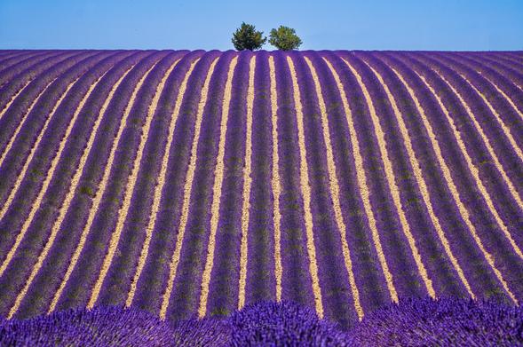 A vibrant lavender field, characterized by neat, wavy rows of purple flowers against a bright blue sky. Two small trees are visible at the top of the hill, adding contrast to the landscape. A minimalist composition using vertical lines.