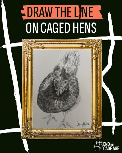 Emma's beautiful tonal drawing of a hen on an A4 sheet of paper.