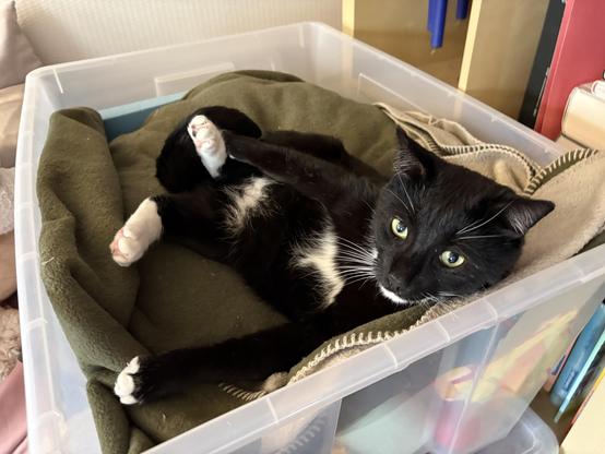 Ein schwarz-weißer Tuxedo-Kater liegt halb auf dem Rücken auf einem Kuscheldecken-Stapel in einer großen Aufbewahrungskiste und schaut direkt in die Kamera.