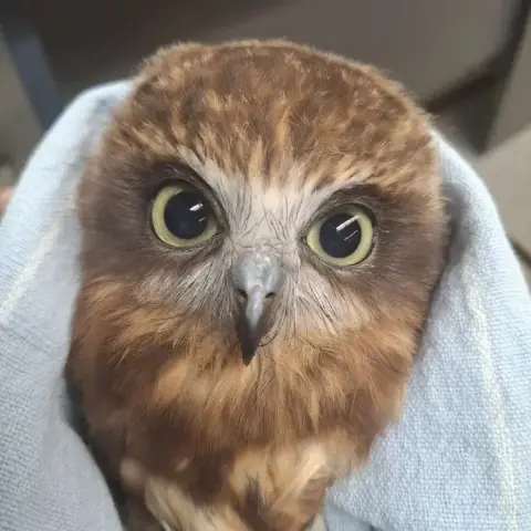 In colours of cocoa, coffee and creamy mascarpone, this Australian Boobook looks like a tiramisu, although she probably doesn't taste like one. Tiramisu is Italian for "pick me up", appropriate since the owl was found on the ground and unable to fly away; a clear sign of needing help. She's wrapped in a pale blue fabric and has green eyes fixed on the camera. As the original post says, she has some remaining fluffy down on the back of her head.